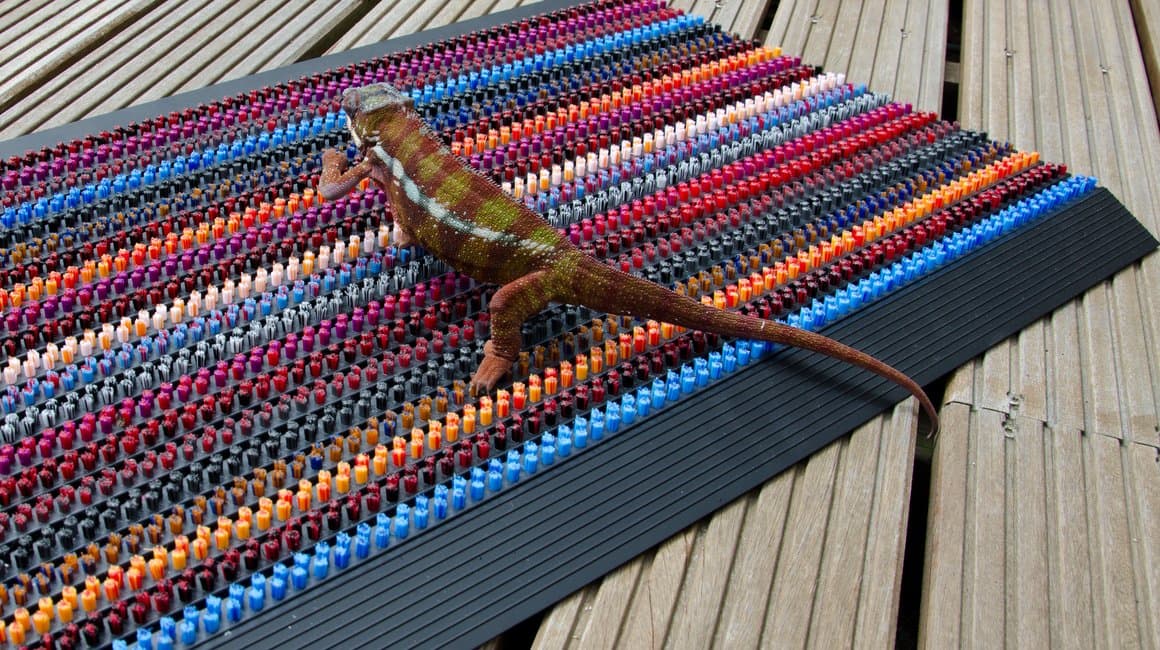 ABI burstamotta Chameleon 90 x 57,5 cm 3